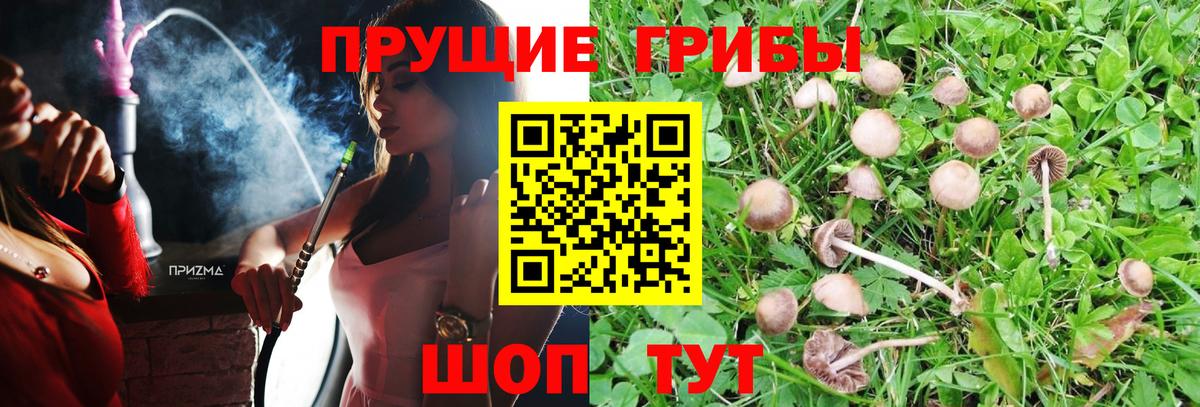 Галлюциногенные грибы прущие грибы  Вход с VPN  Галлюциногенные грибы ЛСД  Ессентуки 